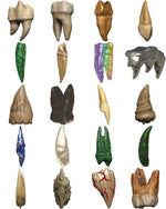 Dungeons & Dragons: Teeth Of Dahlver-Nar Bite-Sized Artifact