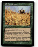 Elephant Grass